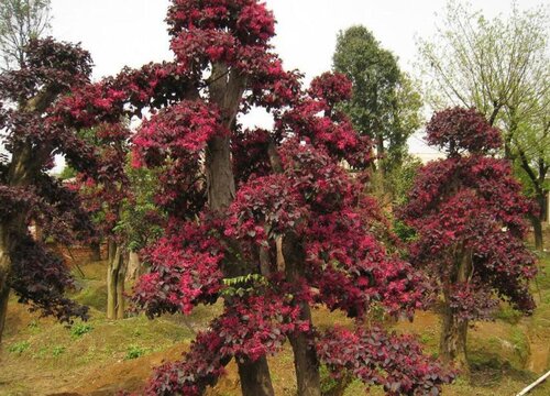 红积木树值钱吗 市场价格