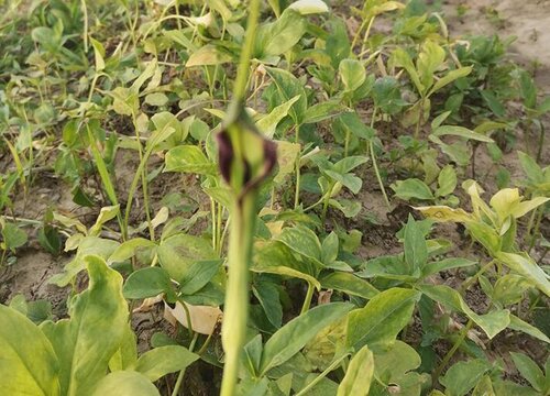 药狗蛋是什么植物 属于什么科植物