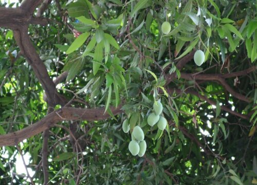 大青芒什么季节成熟上市