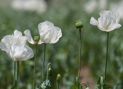 表示英雄的花 花语是代表英雄的花