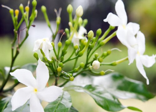 七里香多久开花一次"