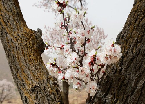 杏花花期是什么时候