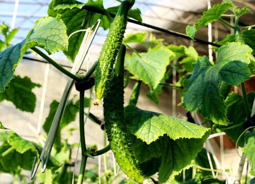 阳台种植小黄瓜的时间和方法