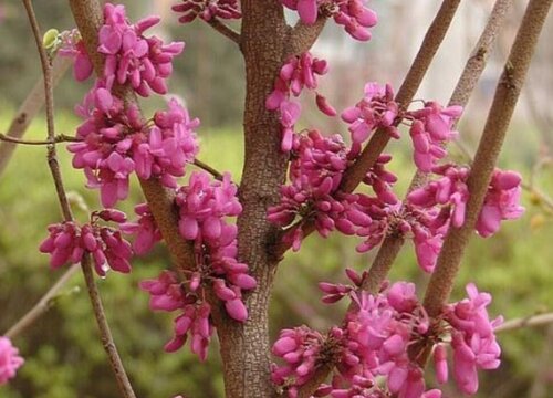 红荆树值钱吗 市场价格