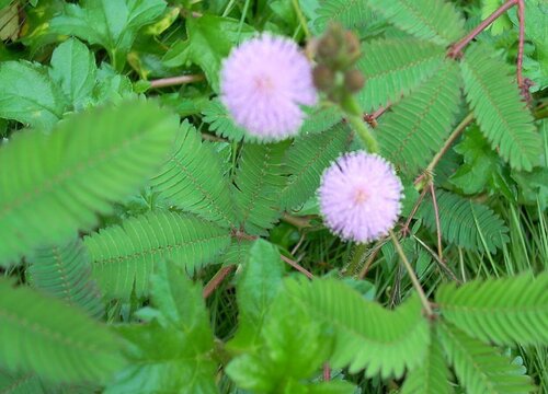 表示害羞的花