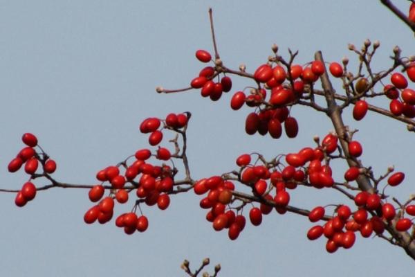 山茱萸花语