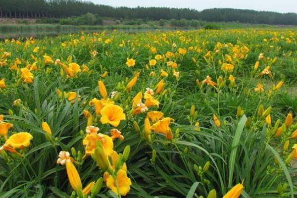 黄花菜图片大全 黄花菜长什么样