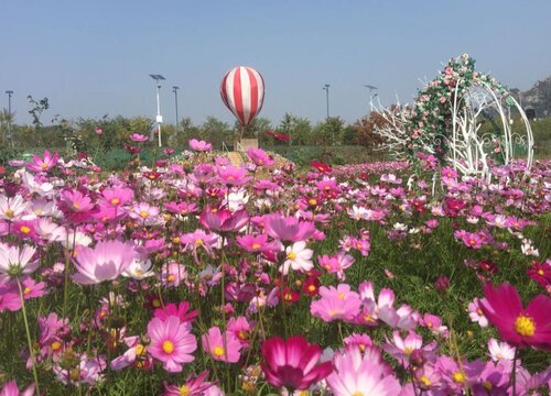 格桑花是什么植物