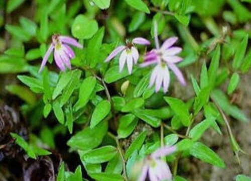 半边莲配土方法与种植土壤"