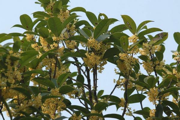 桂花图片大全 桂花花语及寓意 桂花是什么颜色的