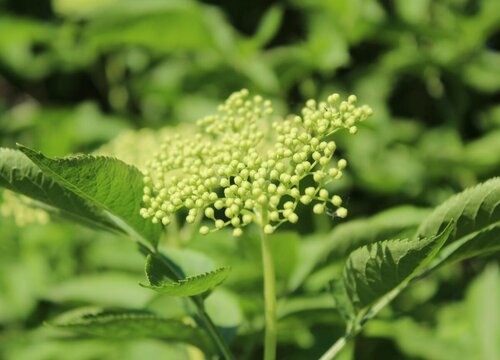 灌木是木本植物吗