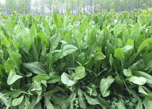 菊苣什么季节种植合适"