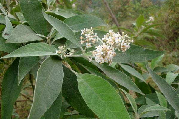 密蒙花功效与作用 密蒙花药用价值