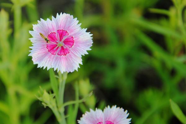 石竹花图片大全 石竹花花语及寓意