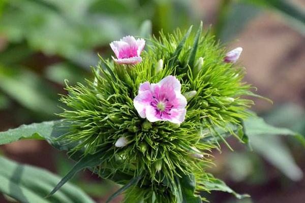 石竹花图片大全 石竹花花语及寓意