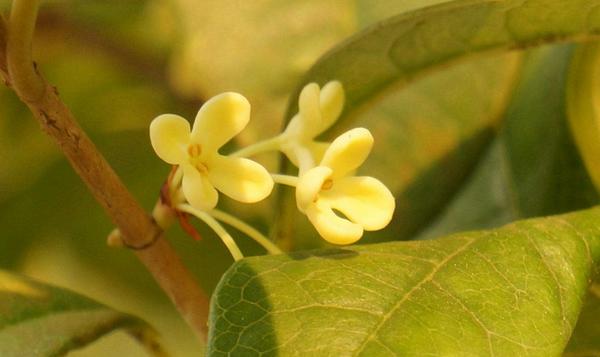 桂花图片大全 桂花花语及寓意 桂花是什么颜色的