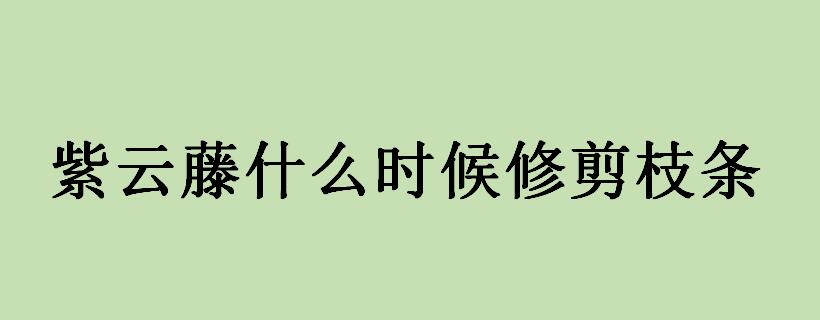 紫云藤什么时候修剪枝条