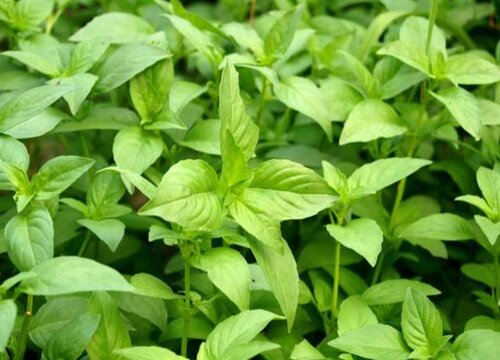 荆芥和九层塔是一种植物吗