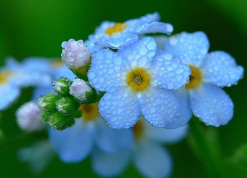 什么花的花语是勿忘我"