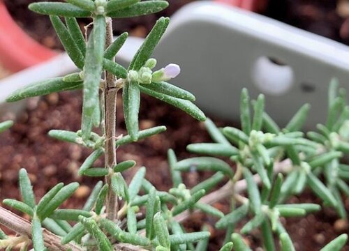 迷迭香是常绿植物吗