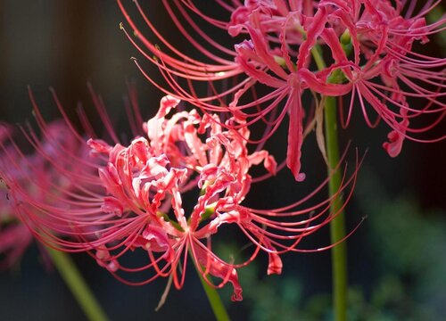 什么花的花语是离开"