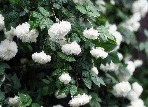 什么花的花语是绝交"