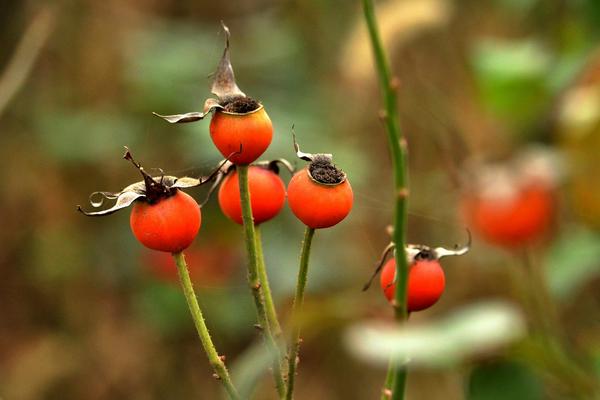 月季花图片大全 月季花花语及寓意