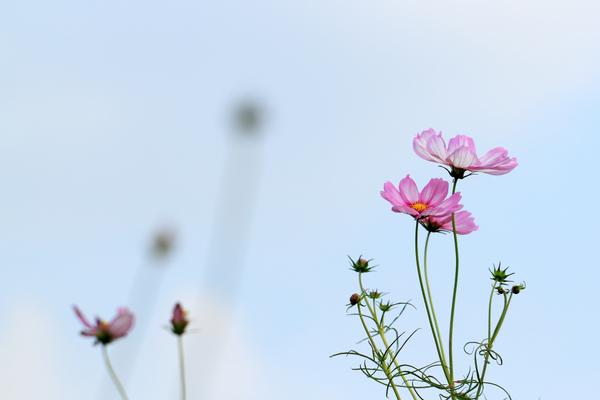 波斯菊图片大全 波斯菊花语及寓意