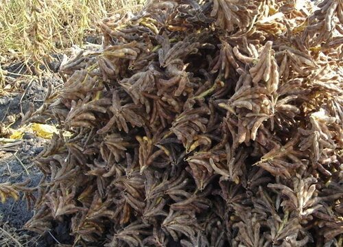 黄豆种植时间与生长周期"