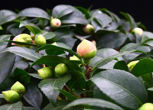 茶花怕太阳晒吗