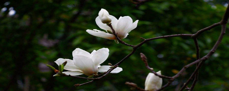 玉兰花的特点