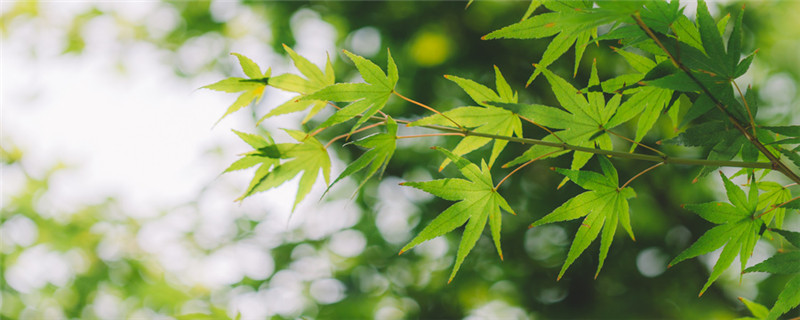 给植物剪枝叶是什么时候