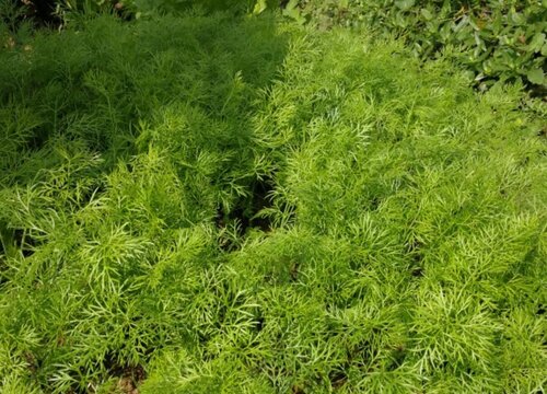 茴香种植时间与生长周期