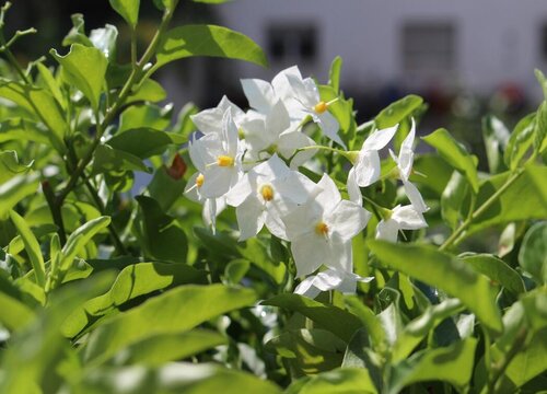 茉莉花种植时间与生长周期"