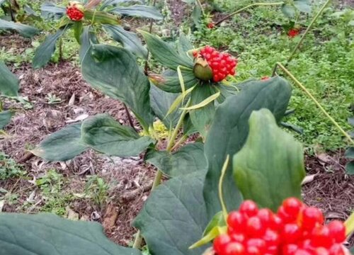 重楼块茎繁殖与种植方法"