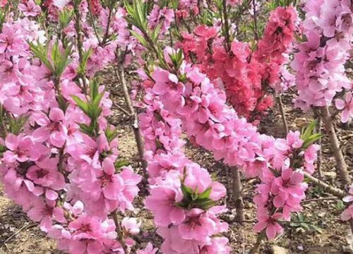 桃梅花期多久时间"