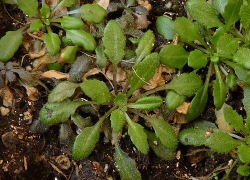 拟南芥是裸子植物吗"