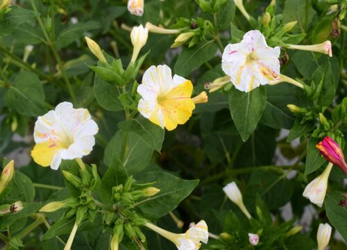 茉莉花长什么样子