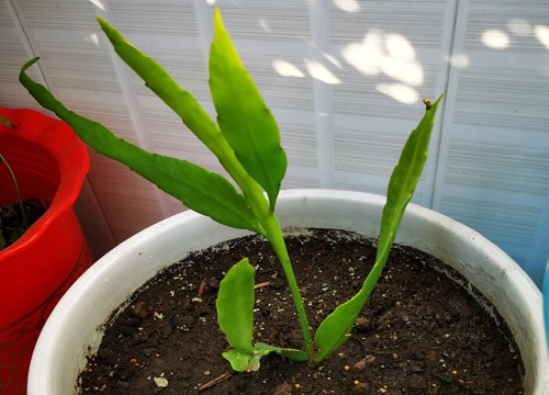 昙花是多年生植物吗