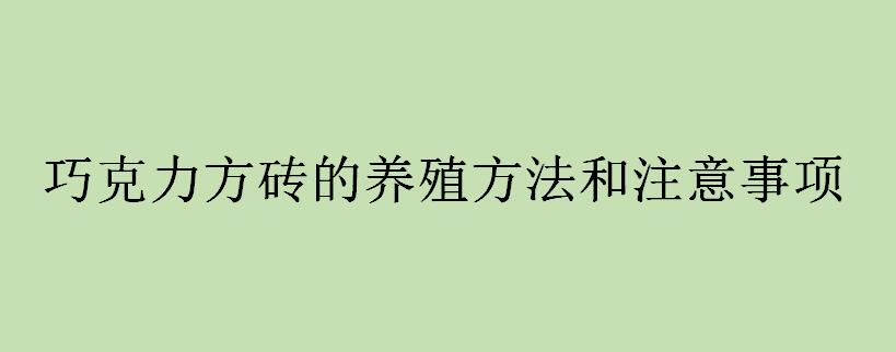 巧克力方砖的养殖方法和注意事项