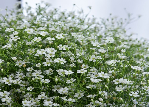 什么花的花语是想见你"