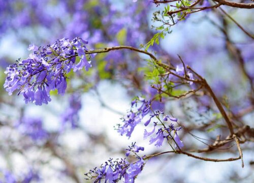 蓝花楹耐寒吗"