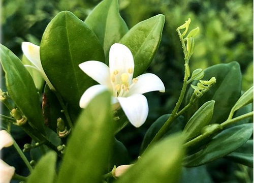 什么花的花语是勇气"