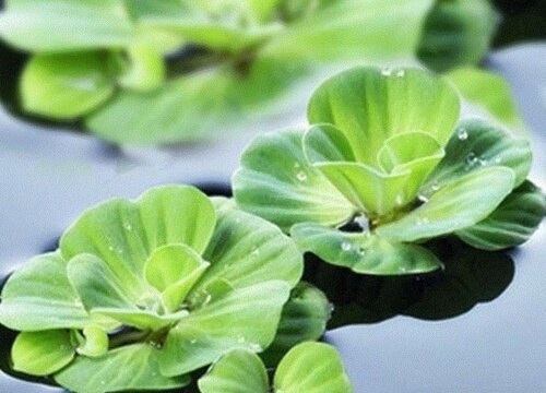 水芙蓉在室内养有毒吗"