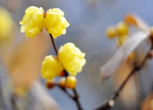 庭院冬季开花的花卉有哪些"