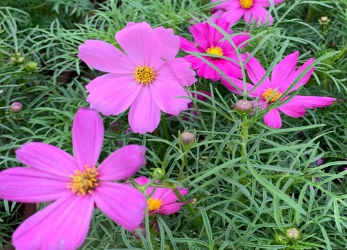 什么花的花语是珍惜"