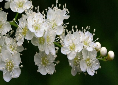 腊梅是什么季节开的花"