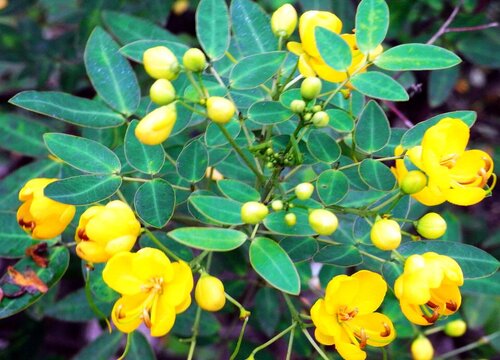 决明子是多年生植物吗"