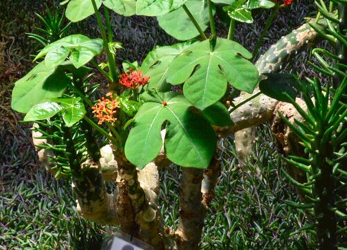 树是草本植物吗"