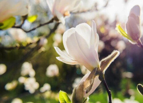 玉兰花不开花是什么原因